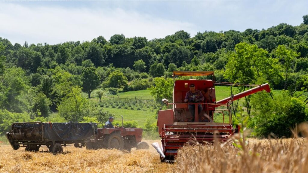 Žetva u Srednjem Lipovcu 2024